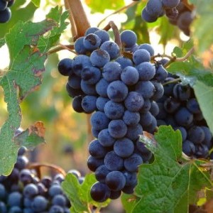 Vin på Mallorca